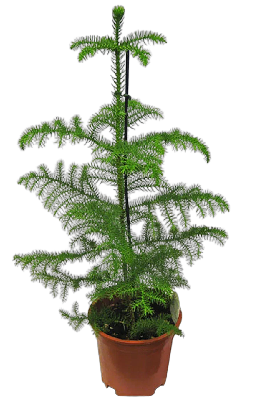 Араукария Хетерофилла - Araucaria D18 H90