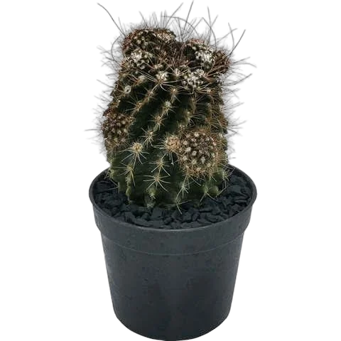 Неопортерия Оккульта - Neoporteria occulta D9 H12