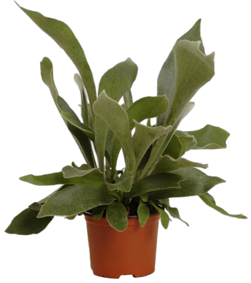 Платицериум оленерогий - Platycerium bifurcatum D12 H30