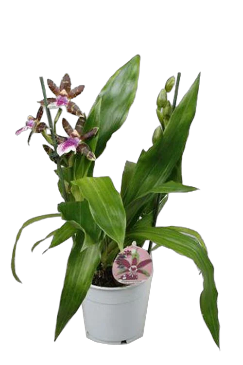 Зегаппеталум - Zygopetalum louisendorf