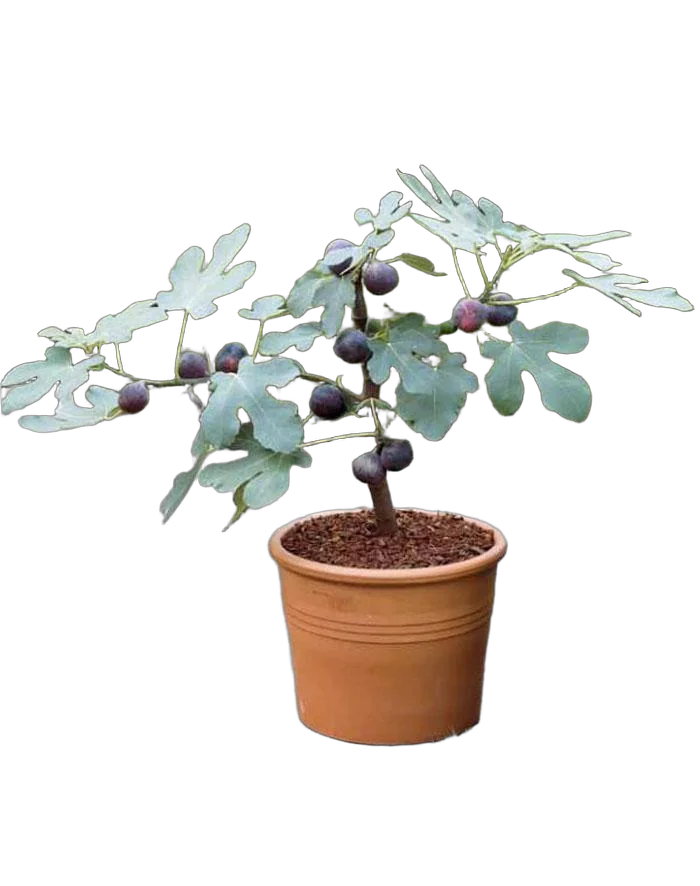 Инжир - Ficus carica D24 H60