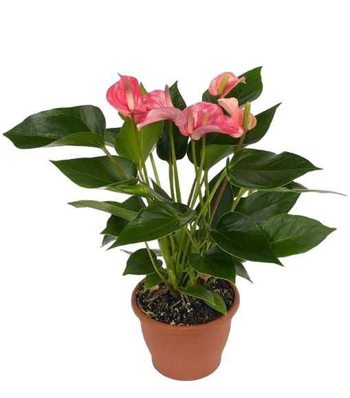 Антуриум Андреанум Леди Лов - Anthurium  Lady Love розовый D15 H55