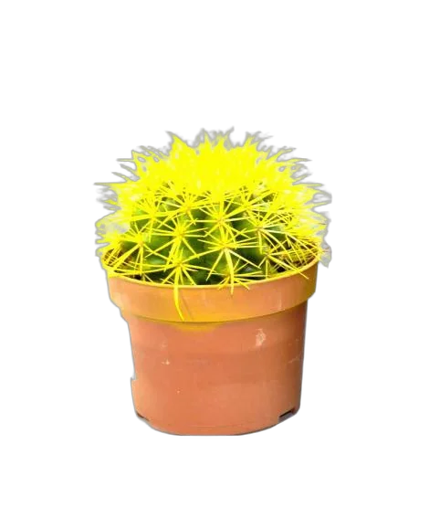 Эхинокактус Грузони желтый - Echinocactus grusonii painted D5 H9