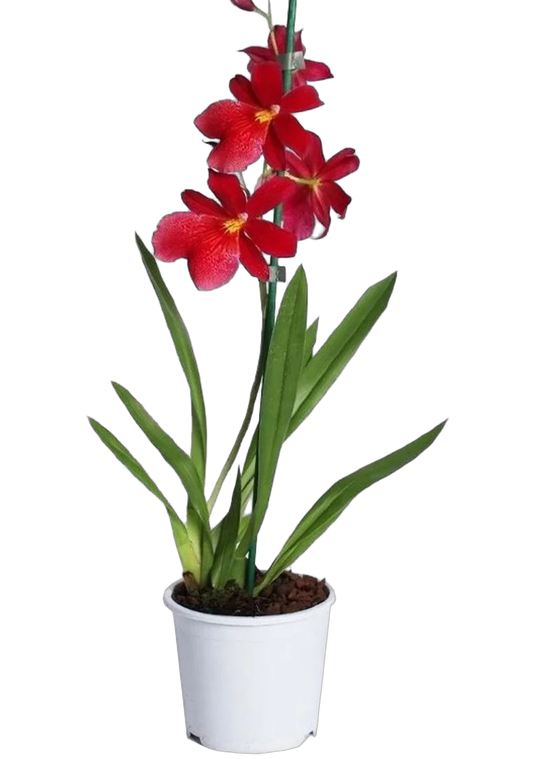 Буррагеара Нелли Ислер 1 цветонос – Burrageara Nelly Isler D12 H50