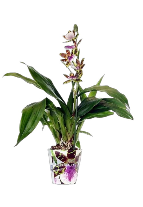 Зигопеталум - Zygopetalum