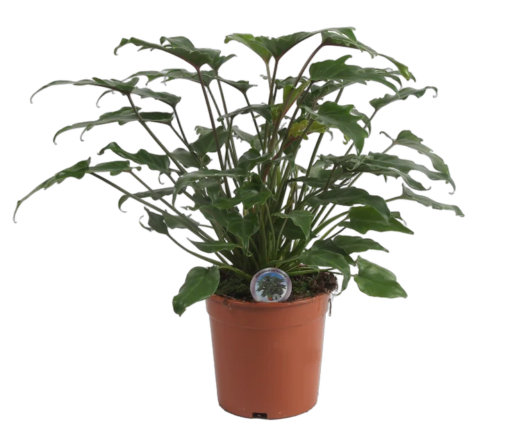 Филодендрон Ксанаду - Philodendron xanadu D25 H80