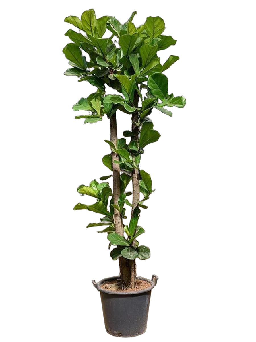 Фикус Лировидный (Лирата) - Ficus lyrata D50 H270