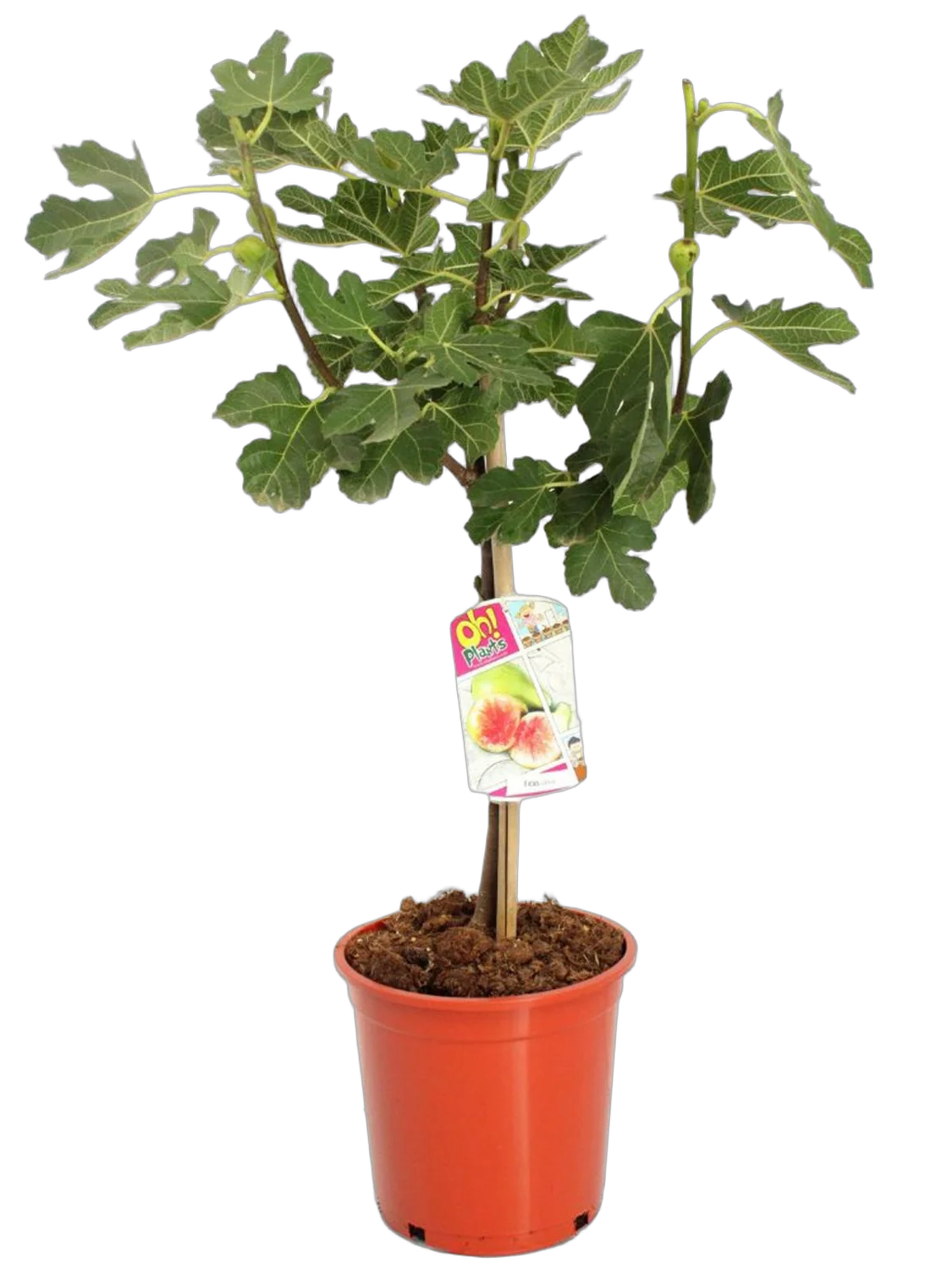 Инжир "Панч" или "Полосатый тигр" - Ficus carica "Panache" или "Striped Tiger" D17 H50