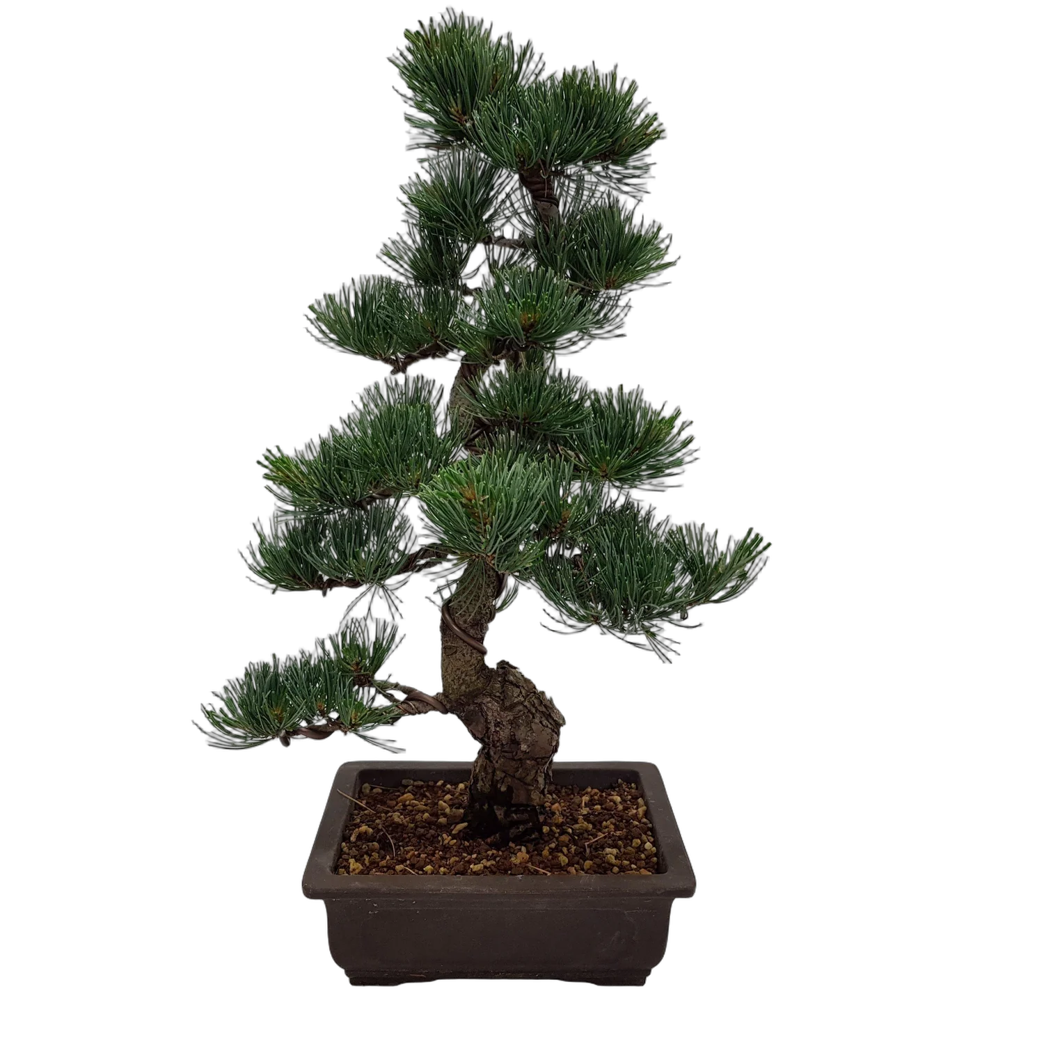 Бонсай Сосна - Bonsai Pinus Parviflora D24 H50