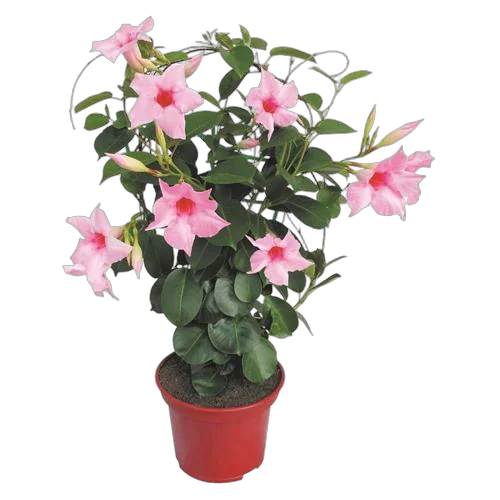 Мандевилла или Дипладения розовая - Mandevilla D12 H25