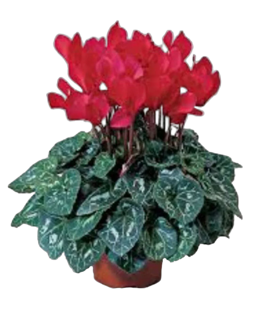 Цикламен Фантазия красный - Cyclamen KL Tianis Fantasia Red D14 H45