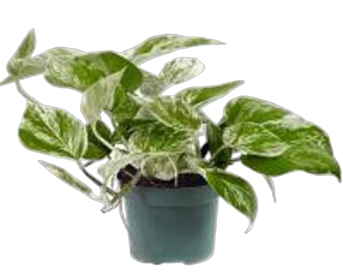 Эпипремнум Марбл Квин - Epipremnum marble queen D12 H20