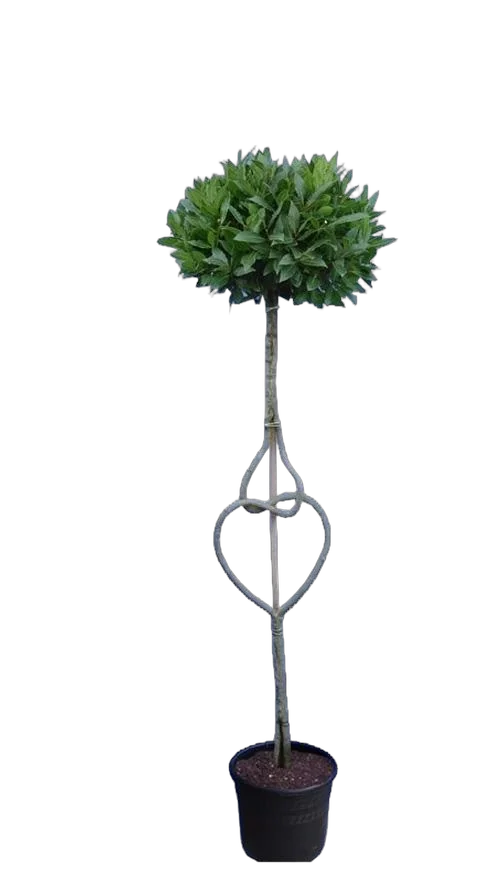 Лавр благородный - Lurus nbilis D25 H180