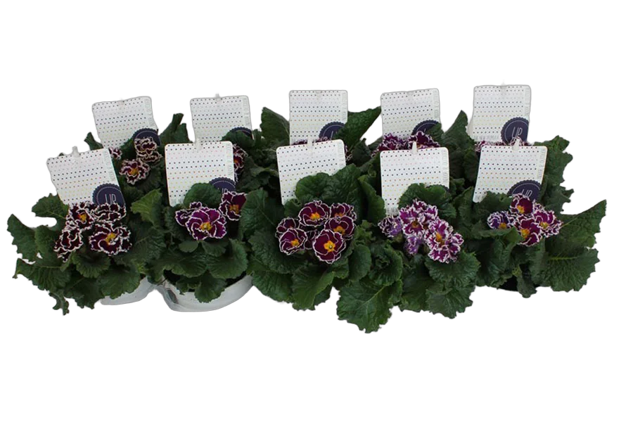 Примула обконика - Primula  D11 H25