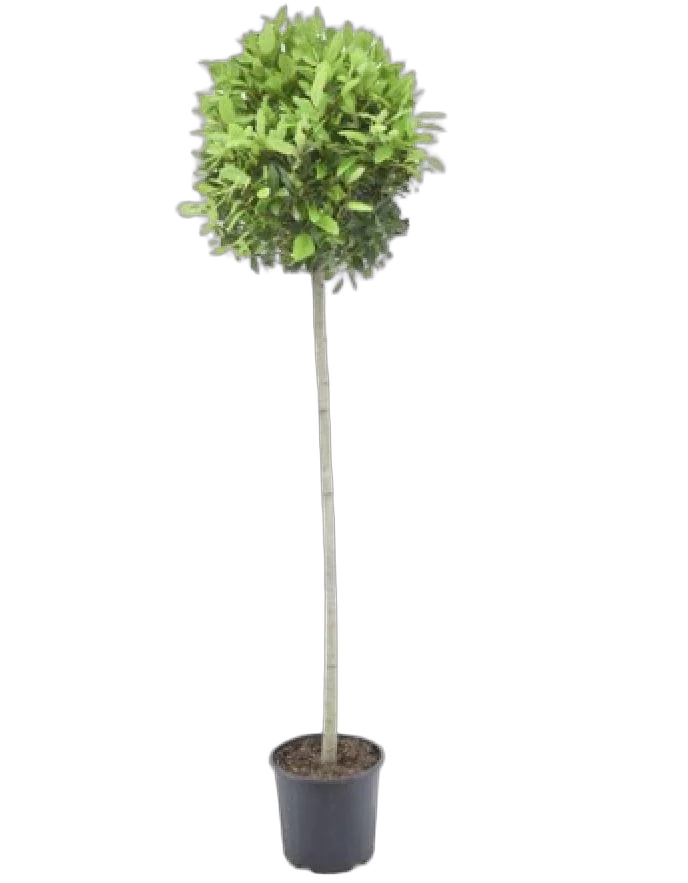 Лавр благородный штамб - Lurus nbilis D40 H240