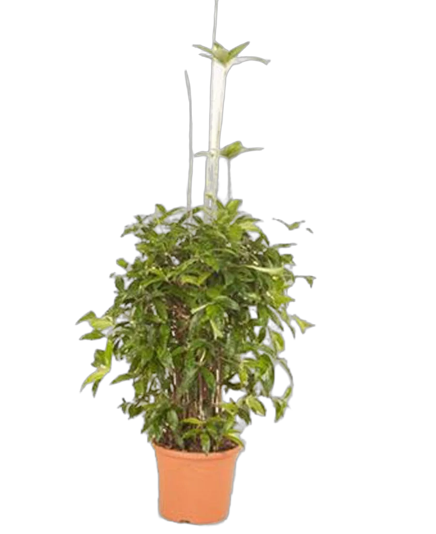 Драцена Годзеффа (Суркулоза) - Drac Surculosa Bush D30 H140