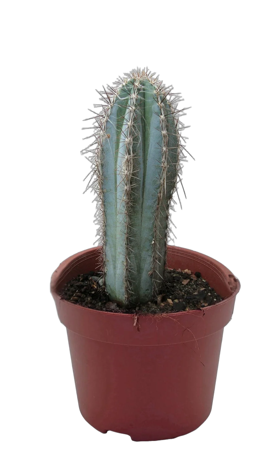 Пилозоцереус - Pilocereus Glaucescens D12 H20