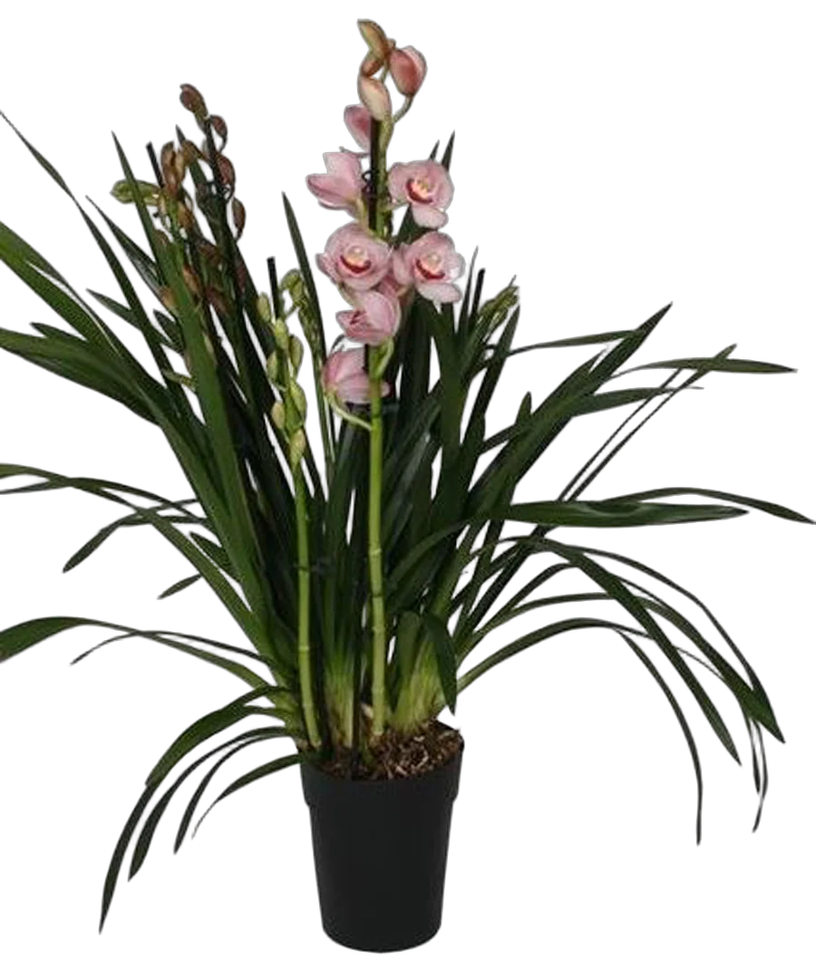 Цимбидиум Donker Roze - Cymbidium  D18 H90