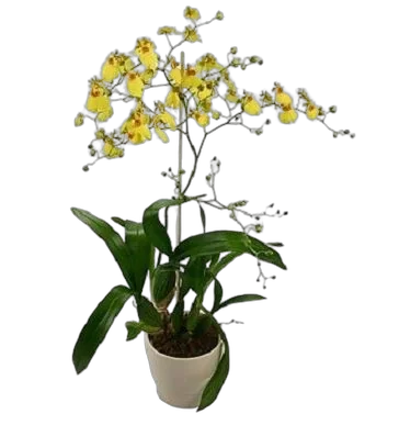Онцидиум - Oncidium D12 H90