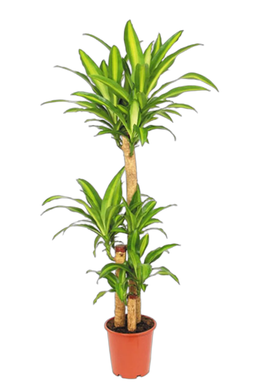 Драцена Фрагранс Массанжеана 3 ствола - Dracaena Massangeana D18 H100