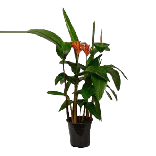 Геликония попугайная- Heliconia psittacorum curacao D19 H85