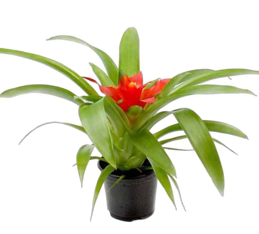 Гусмания красная - Guzmania Tempo D9 H30