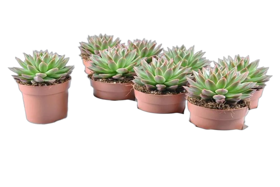 Эхеверия агавоидес Эбони - Echeveria agavoides Ebony D14 H20