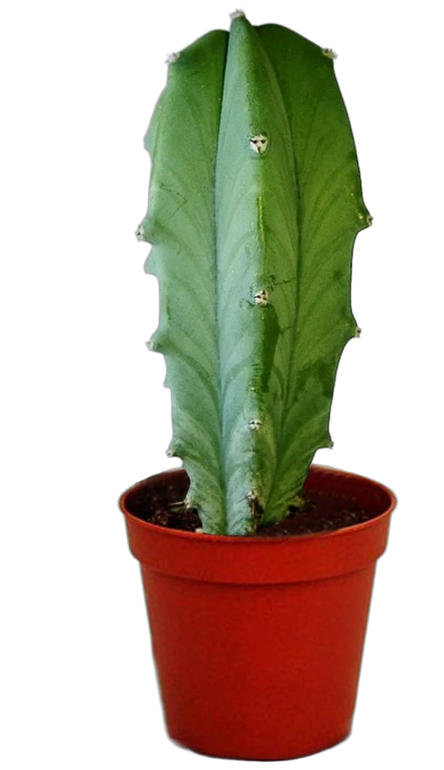 Миртиллокактус