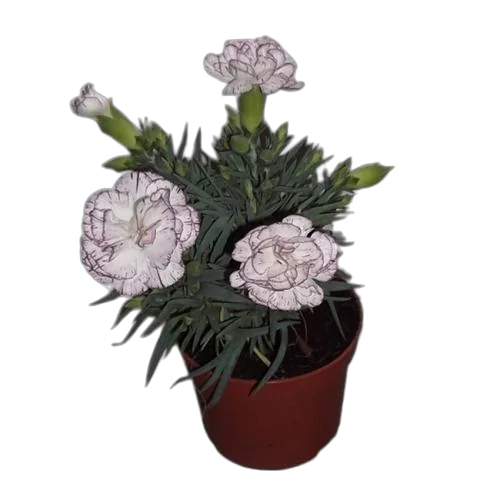 Гвоздика белая - Dianthus D9 H15