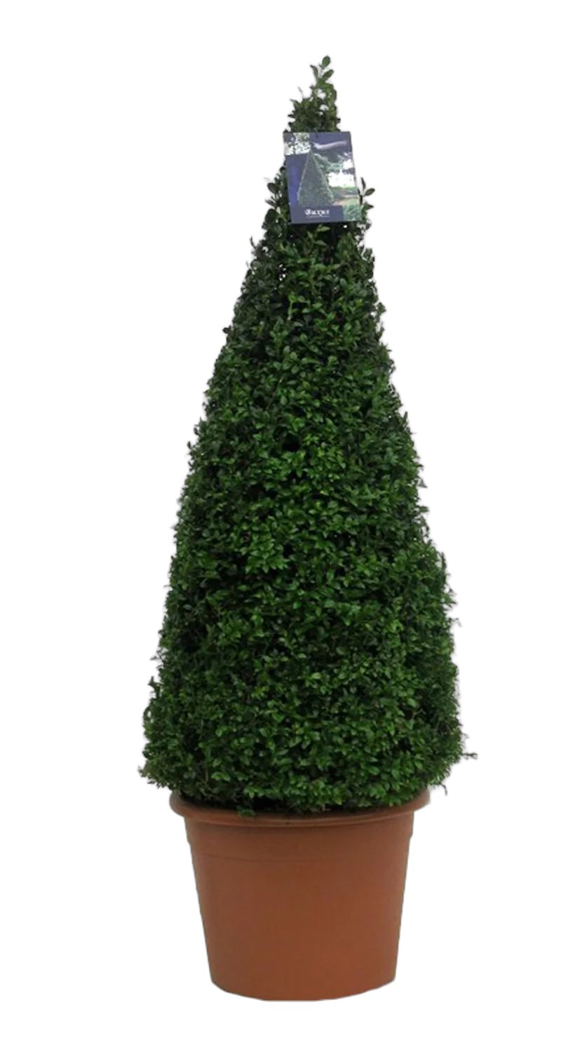 Самшит вечнозеленый (Буксус) - Buxus D35 H140