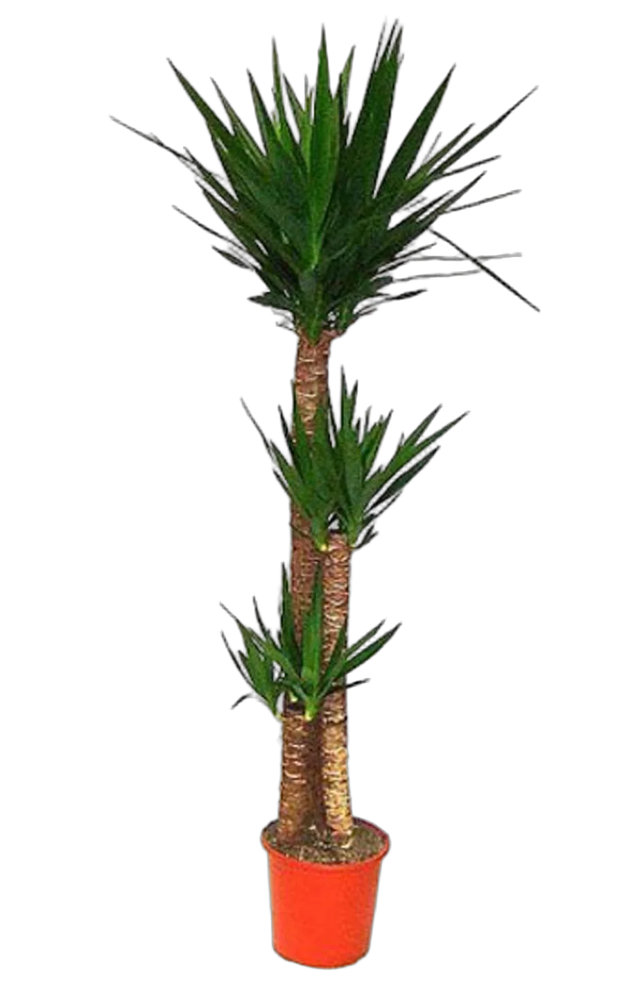 Пальма Юкка - Yucca D28 H160
