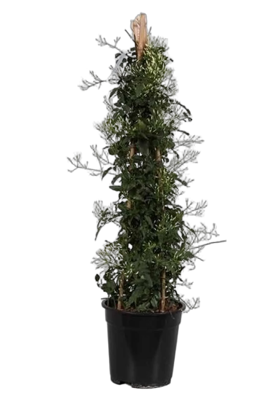 Жасмин многоцветковый - Jasminum polyanthum D17 H70