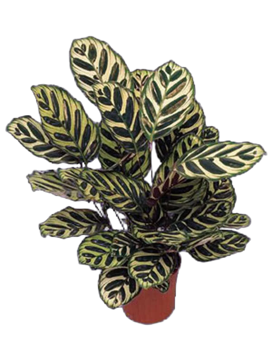 Калатея Макоя - Calathea makoyana D17 H60