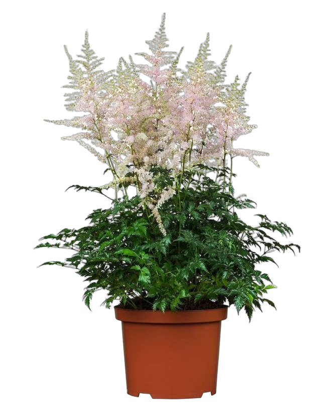 Астильба Г. Арендса Вижн ин Вайт - Astilbe Vision in White D14 H40